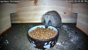 Igel in Farbe im neuen Igelhaus mit Kamera