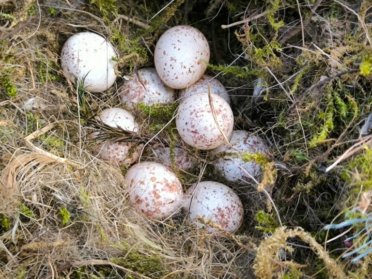 Unbebrütete Eier