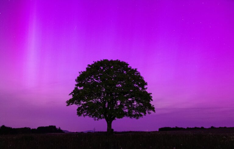 Jahresrückblick 2024 1 Baum im Polarlicht