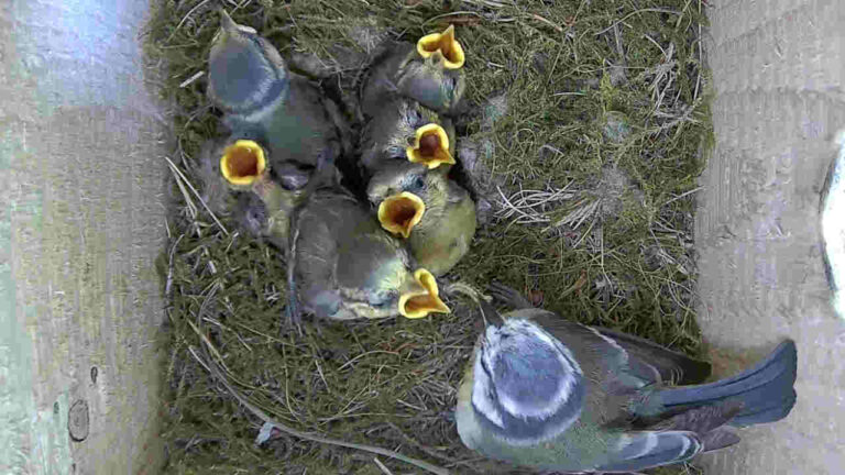 Blaumeisenküken Tag 13