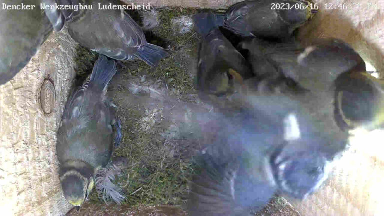Ausfliegende Blaumeisen