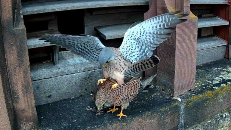 Die Turmfalken lassen es wieder krachen 1 Vögelnde Turmfalken