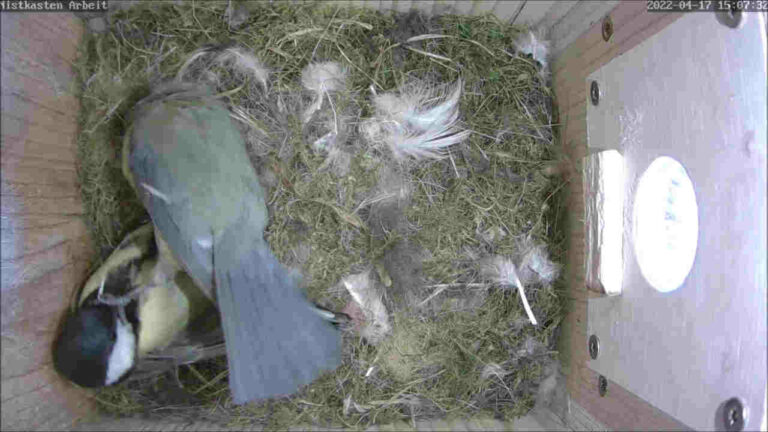 Kohlmeise überfällt Blaumeisennest