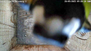 Nistkasten Livestream Blog 8 Gagameise