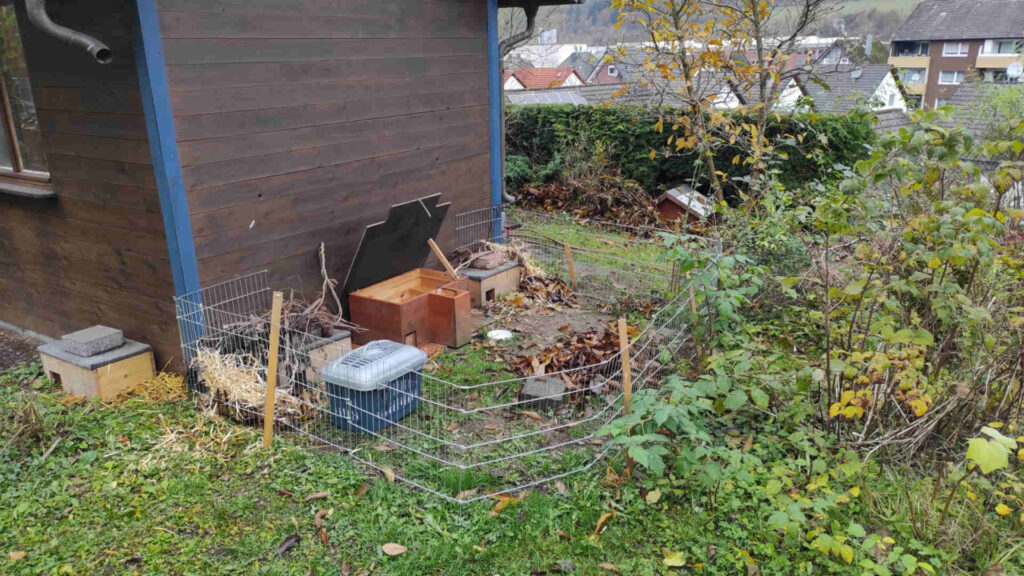Zwei weitere Igel aus dem Tierheim Siegen 1 Auswilderungsgehege