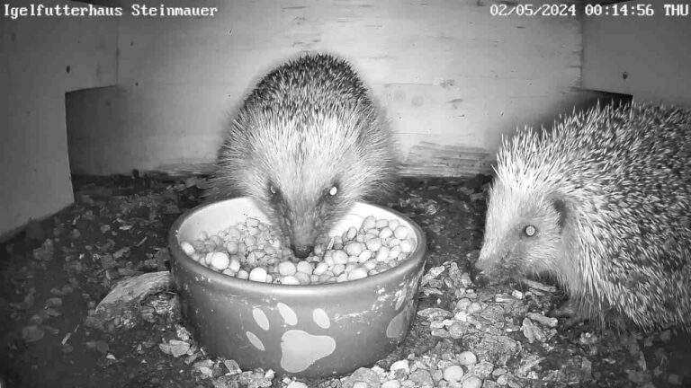 Aggressiver Igel macht Stress 1 Igel beim Fressen