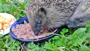 Igel frisst Nassfutter