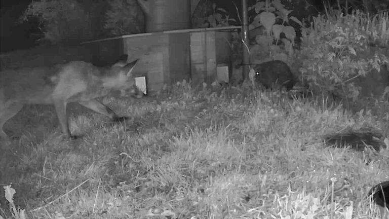 Fuchs greift Igel an