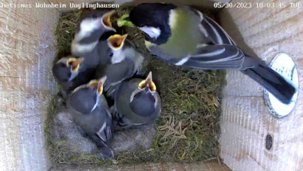 Kohlmeisenküken 16 Tage alt