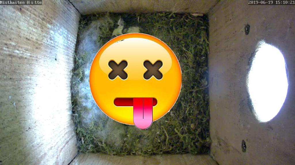 Nistkasten aufhängen: Tipps wie man es richtig macht 1 küken tot