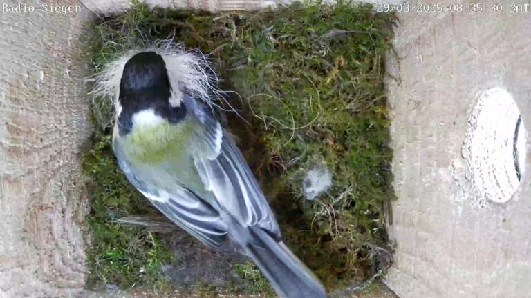 Das Warten auf die ersten Eier beginnt! 1 Kohlmeise beim Nestbau