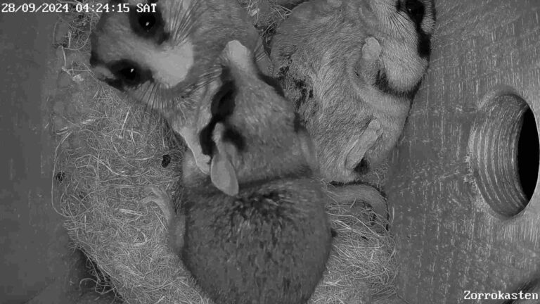 Kuscheln und Action bei den Gartenschläfern 1 Gartenschläfer